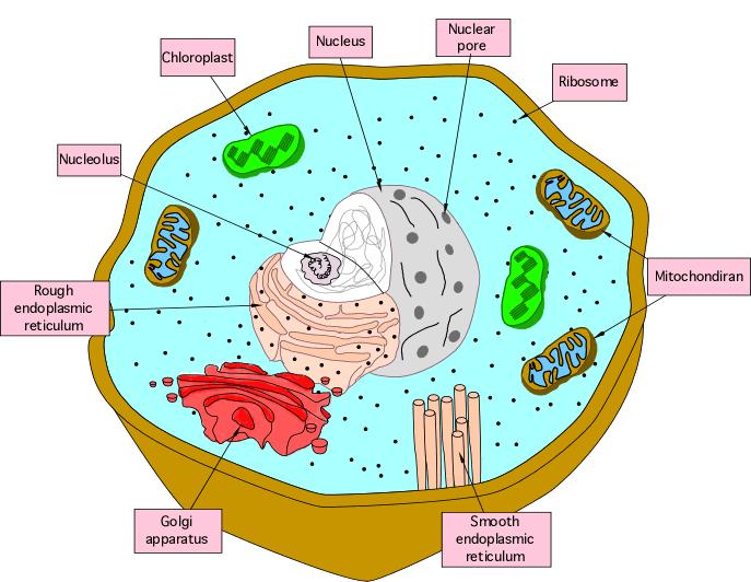 types of cells: 1.