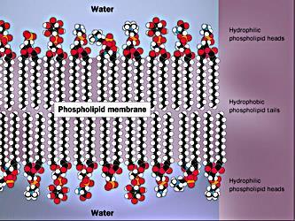 Cell Membrane Structure of Cell Membrane The fatty acid tails are water hating The phosphate heads