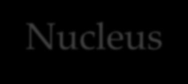 Nucleus Surrounded by a double layer of nuclear membrane (four lipid layers) Houses