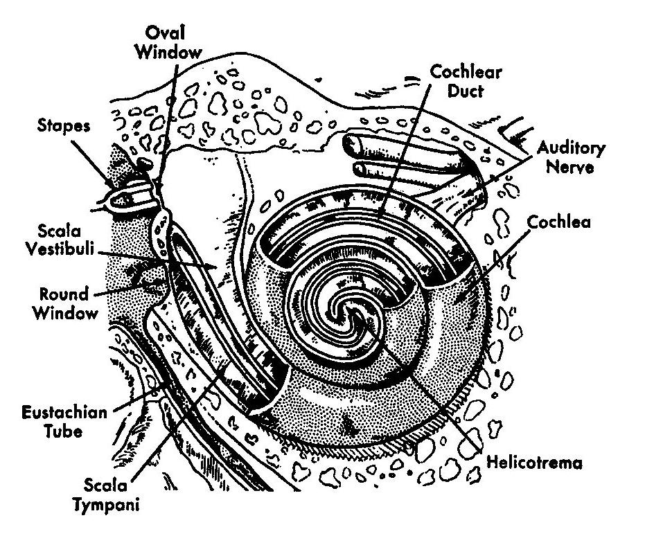 The Middle Ear The middle ear transforms the vibration of the eardrum into oscillations of the liquid in the inner ear by vibrating the oval window The necessary impedance matching (between air and