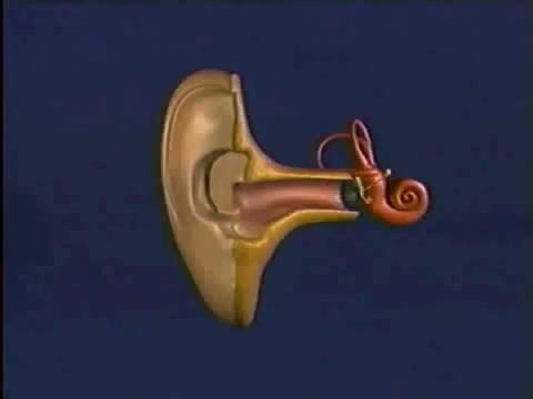 Action of the Cochlea