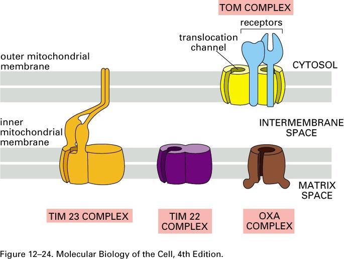 Transport v mitohondrije TOM- translokator proteinov v zunanji membrani TIM- v notranji membrani OXA-