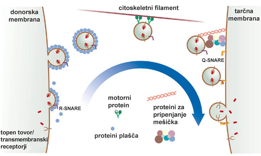 BRSTENJE MEŠIČKOV (proteinski plašči, dinamin) TRANSPORT MEŠIČKOV (citoskeletni filamenti in motorni proteini,