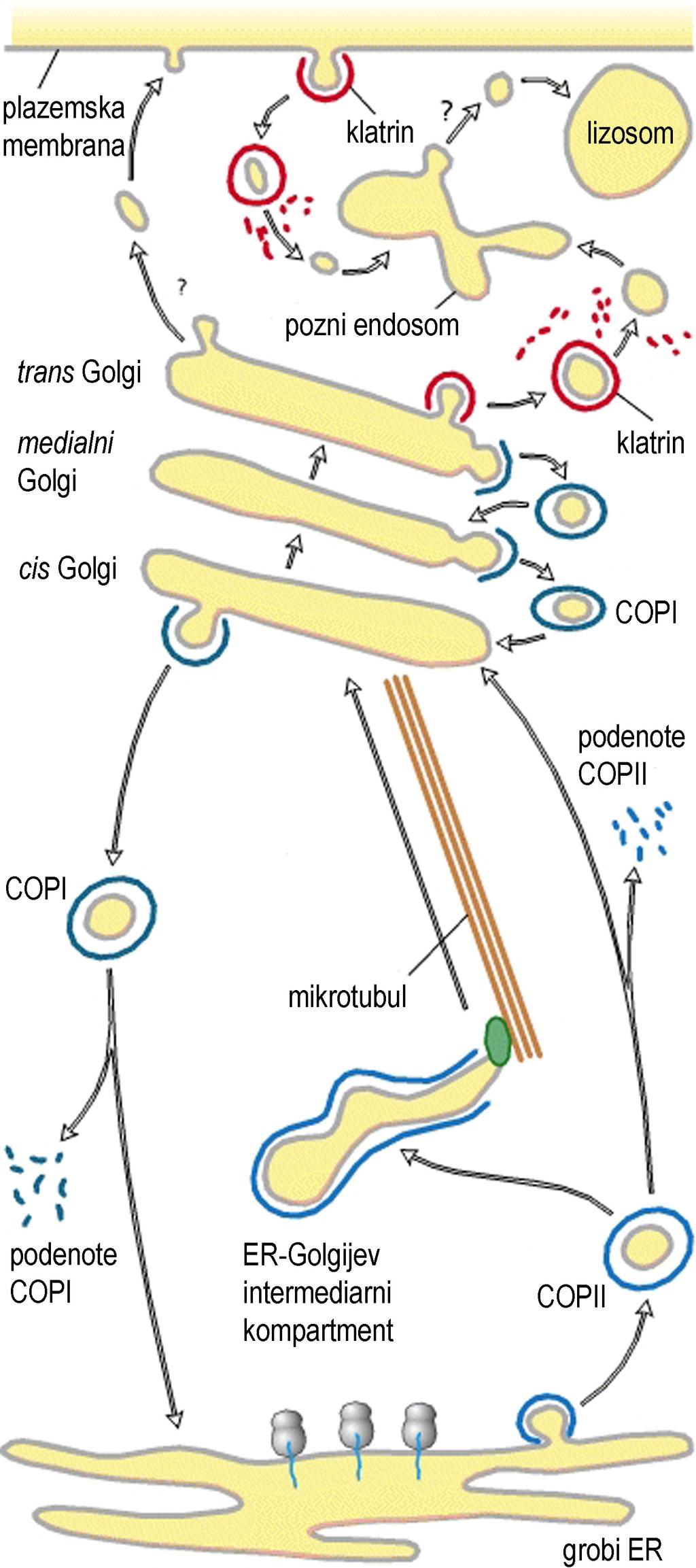 Nastanek mešička I. Fagocitoza in makropinocitoza II. Brstenje mešičkov iz plazemske membrane ali endocitoza III.