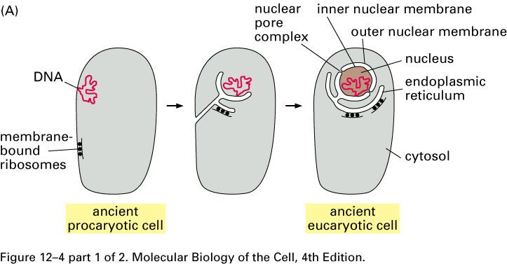 Evolucijski izvor topologije celic Topology governed by evolutionary origins Invagination of pm