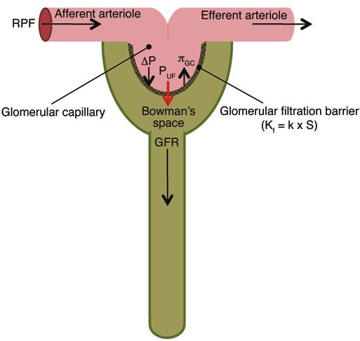 Clinical Medicine The Journal of Clinical Investigation Figure 4. Schematic of glomerular filtration. The GFR is dependent on RPF, P UF, and the.
