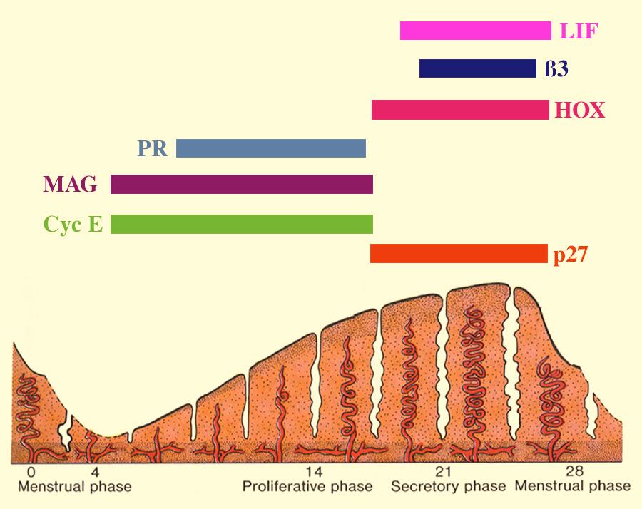 The Endometrial Function Test (EFT ) Figure 3. Panel of markers of endometrial development. Researchers have discovered many products that are made by the endometrium.