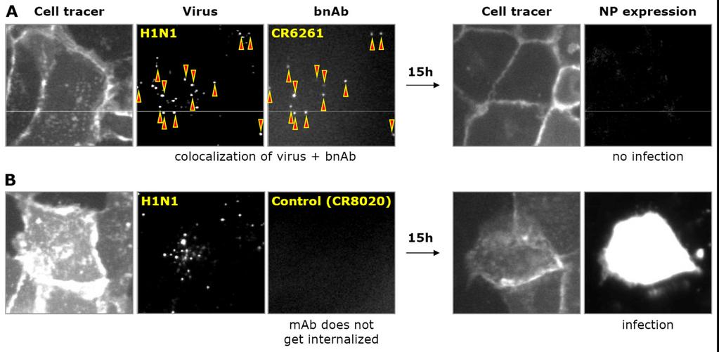 Figure S2. CR6261 is internalized into live cells in complex with H1N1 viral particles and prevents infection).