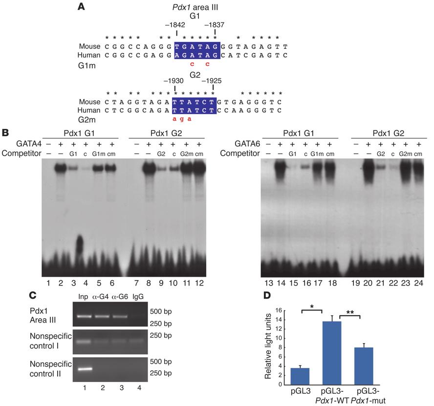 research article Figure 6 GATA4 and GATA6 bind to the Pdx1 conserved area III in vitro and in pancreatic cell line. (A) Highly conserved region in the cis-regulatory area III of Pdx1.