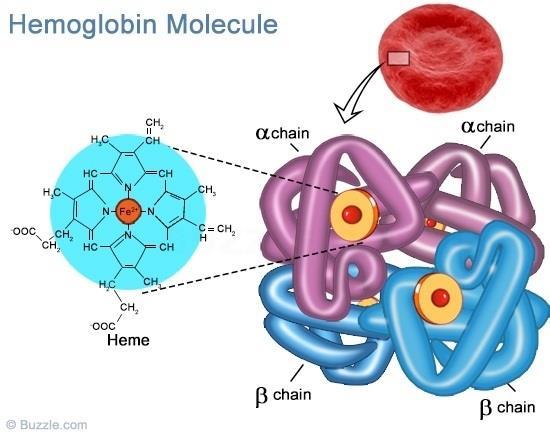 The Magnetic property of Blood In 1936, Linus Pauling* discovered that the hemoglobin molecule has magnetic properties that differ depending upon whether or not it is bound to oxygen.