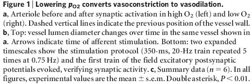 vasodilation or vasoconstriction (via prostaglandines)
