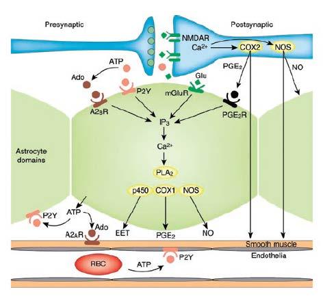 Several pathways for blood flow regulation Forward control of blood flow seems to occur via several mechanisms.