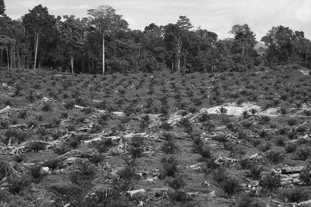 7 Fig. 7.1 shows a newly planted oil palm plantation, with a rainforest in the background. 18 The land on which the oil palms are being grown has been cleared by removing part of the forest. Fig. 7.1 (a) (i) State the term used to describe the removal of forests.