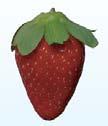 See the strawberries 10 day test*: 1st day 10 days after Environment with Airfree