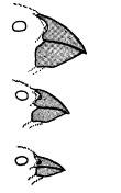 EXAMPLE OF DIRECTIONAL SELECTION Beak size varies in a population Birds with bigger beaks