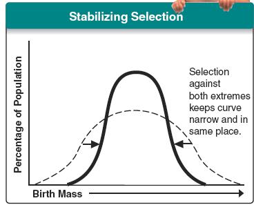 Graph from BIOLOGY by Miller and Levine; Prentice Hall Publshing 2006 STABILIZING SELECTION Individuals in center of the curve