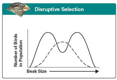 Graph from BIOLOGY by Miller and Levine; Prentice Hall Publshing 2006 DISRUPTIVE SELECTION Individuals at extremes of the