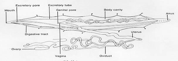Females are larger and more numerous than males. Males have a curved posterior end and two spicules made of chitin. These are used to hold the female s vulva open during copulation.