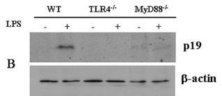 MyD88-dependent TLR4 signaling induces IL-23p19 in APCs IL-6 IL-23 TGF-b IL-1b IFN-g IL-12 TNF-a