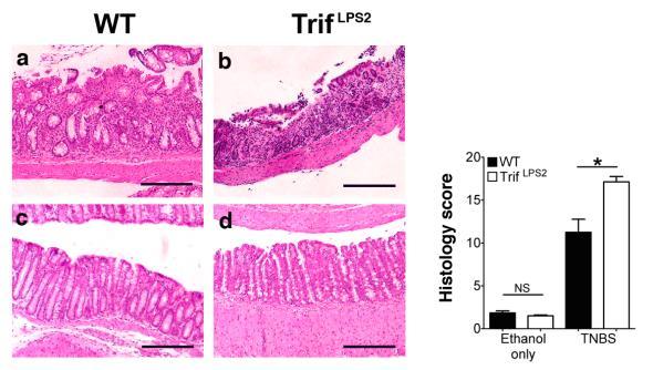 The role of TRIF signaling in the regulation of Th17 cells in the intestine LPS IECs 2 In intestinal