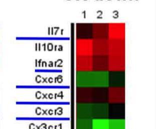 The altered expression of cytokine receptors in IFN-g(+)Th17 cells
