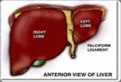WHAT IS THE LIVER?
