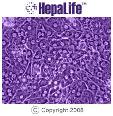 PORCINE CELLS Very similar in structure to human hepatocytes Porcine Liver cells