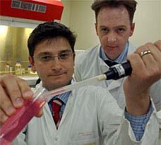 STEM CELL LIVER British scientists stimulated umbilical cord stem