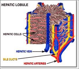 LOBULES Hexagonal in shape Consist of: Hepatocytes around a central vein (leads to hepatic vein) Sinusoids (highly