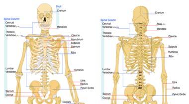 svg/220px-human_skeleton_front_en.svg.png DISEASE OF THE
