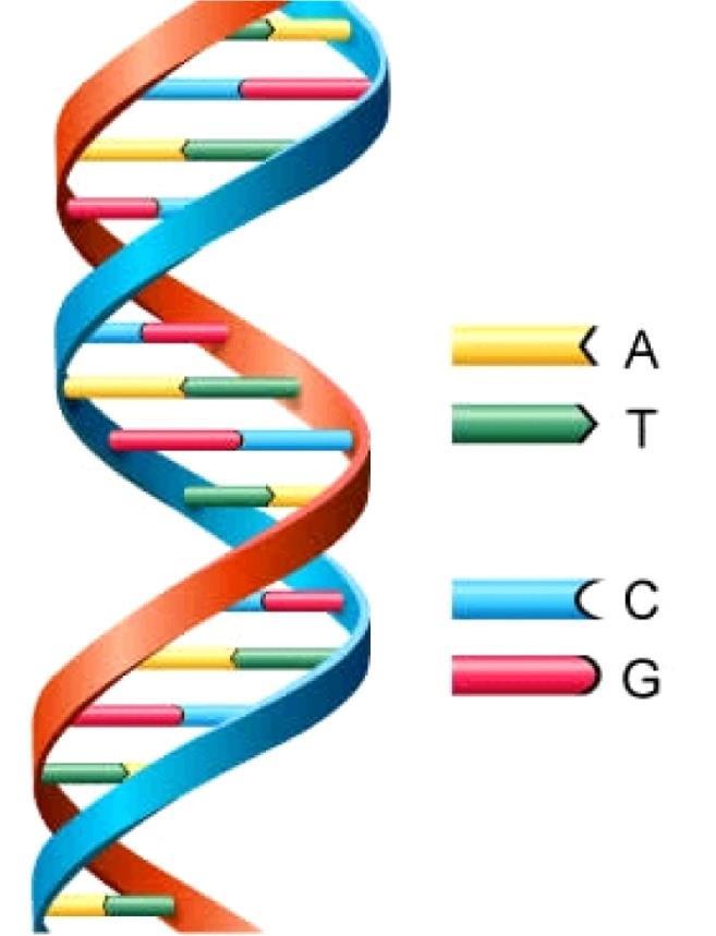 Genes = the biochemical units of heredity that make up the