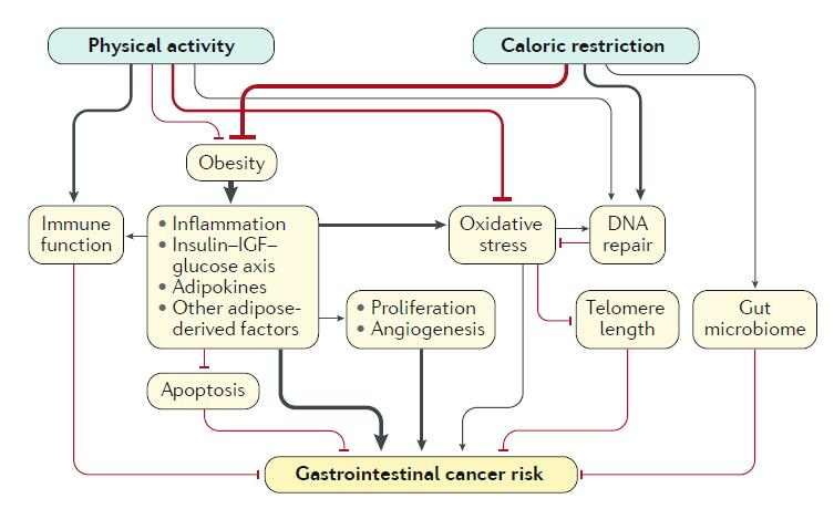 A multitude of biologic mechanisms link physical activity and obesity to