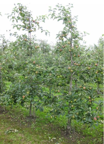 Typical apple trees in the three orchards at the three sites Treatments In collaboration with the host grower, each plot received sprays for codling moth using one of three different