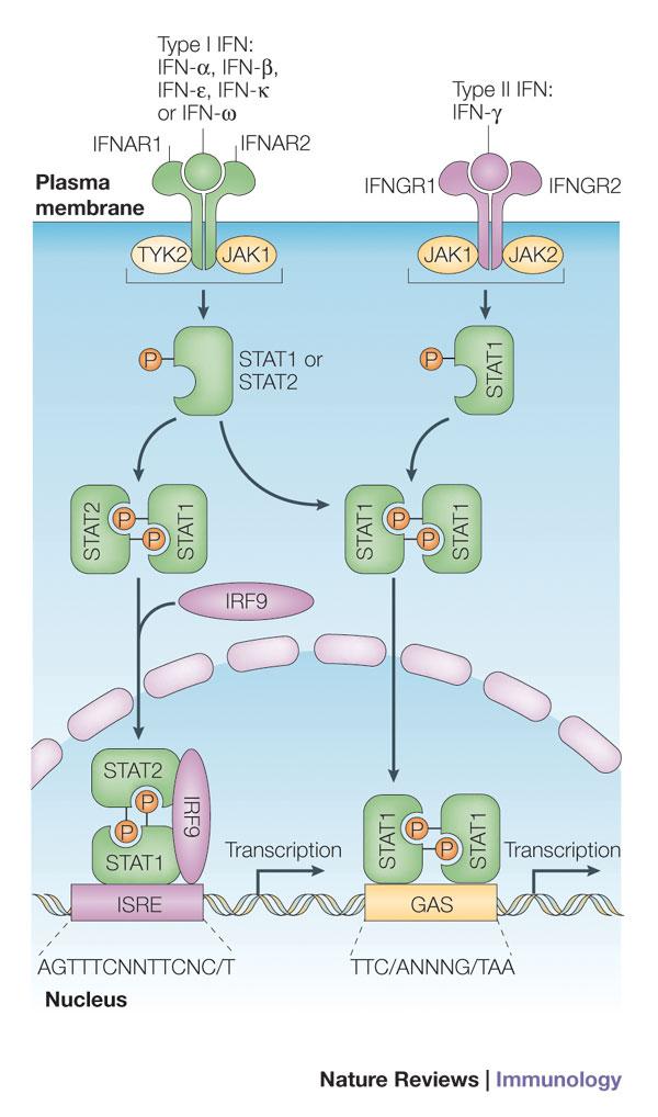 Interferon Mechanism of action Binding to type-i IFN receptors 1 Activation of JAK-STAT pathways 1 Stimulation of T-cells 2 Inducing cell-cycle arrest (in G1 and G0) 2 Inhibit angiogenesis 2 Induce
