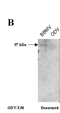 84 Figure 6. Purification of recombinant ODV-E56 and binding to H. virescens gut BBMV proteins. A.