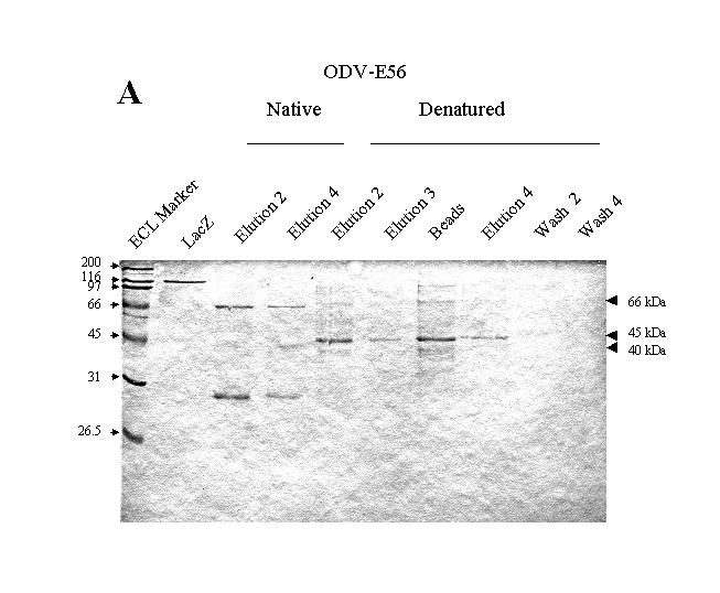 Far-western blot to show binding of ODV-E56 to H. virescens gut BBMV proteins.