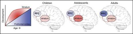 Subcortical drive contributes to risk taking Strong emotional drive during adolescence combined with still developing executive circuits leads to risk taking According to the model, the adolescent is
