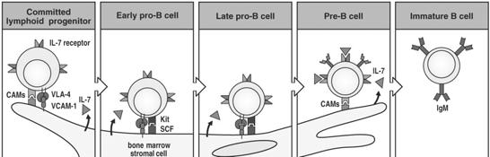 B cell early development in the Bone Marrow 2/1/2005 BIOS 486A / 586A 9