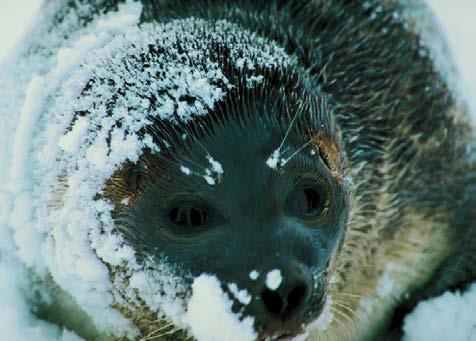 2003 Sea lion (Zalophus