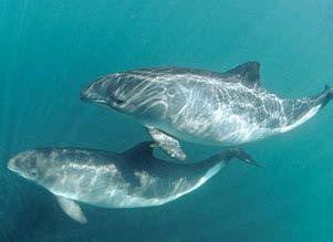 Flame Retardants in Cetaceans