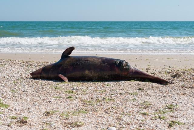 Decimation of Gulf of Mexico Dolphins Need image of dead dolphin