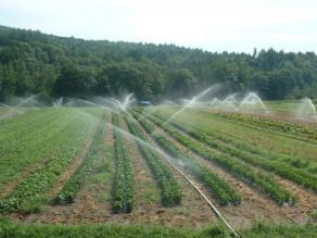 Water productivity WATER in crop production Water use / productivity In the case of plants, water