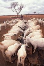 Water productivity WATER in livestock production For