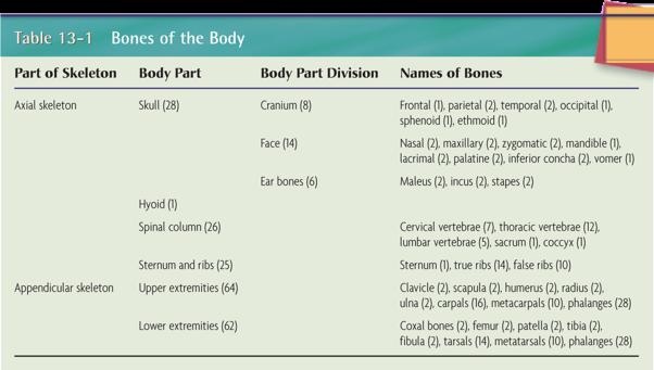 Table 13-1 Bones of the