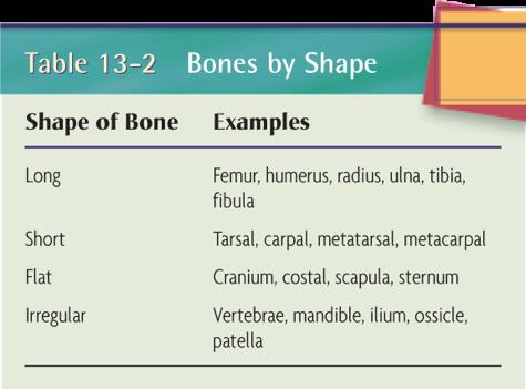 Table 13-2 Bones by