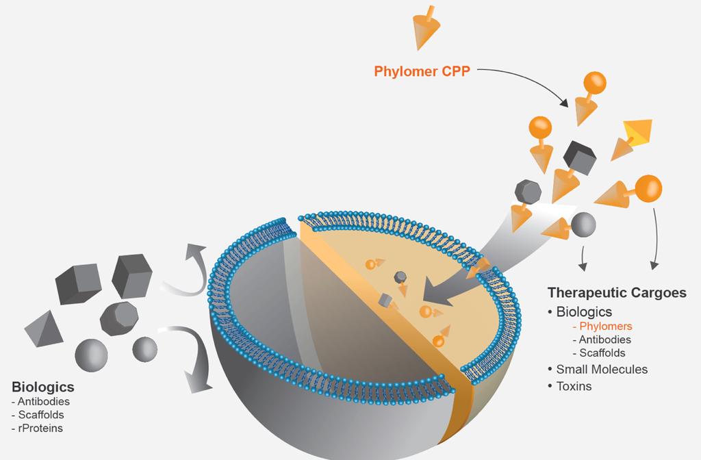 Cell Penetrating Phylomer peptides for delivering biologics cargoes inside
