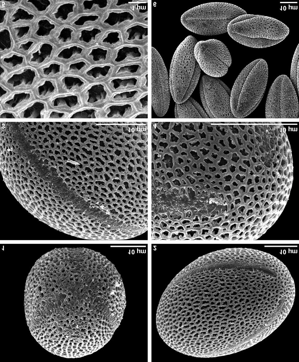 Bo`ena Miti} and H. Halbritter Pollen morphology of Degenia velebitica and Sibiraea altaiensis subsp. croatica Figure 1.1.-6. Degenia velebitica, pollen grains, SEM. 1.1-5.