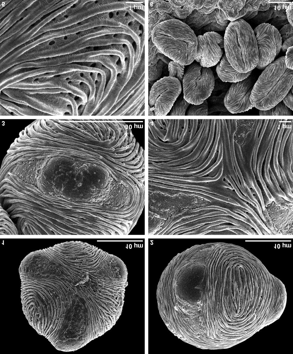 Bo`ena Miti} and H. Halbritter Pollen morphology of Degenia velebitica and Sibiraea altaiensis subsp. croatica Figure 2.1.-6. Sibiraea altaiensis subsp. croatica, pollen grains, SEM. 2.1-5.