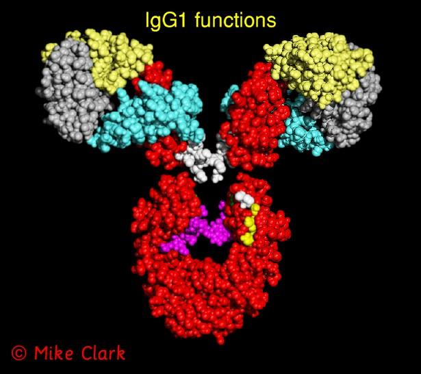 Functional Sites on the IgG Molecule V H V L C1q binding site FcγR