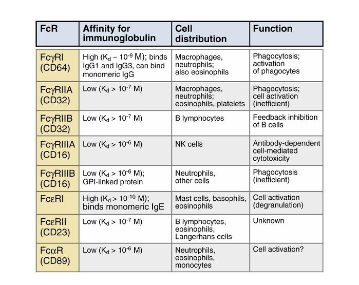 Some Important Fc γ Receptors* *Do not memorize this list but do learn functions of specific Fc receptors.